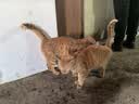 亿迪猫粮全价成猫幼猫国产蓝猫布偶流浪猫全阶段20斤羊奶低敏营养丰富 实拍图