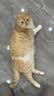 皇家猫粮 挑嘴成猫猫粮 高适口性 EF38 通用粮 12月以上 4KG 实拍图