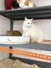 pidan猫砂 豆腐猫砂2.4kg*4包强力吸臭纯猫砂 可冲厕所非膨润土砂 实拍图