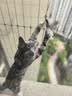 pidan猫砂 木薯猫砂混合膨润土猫砂 快速吸水易结团 2.4kg款4包装 实拍图