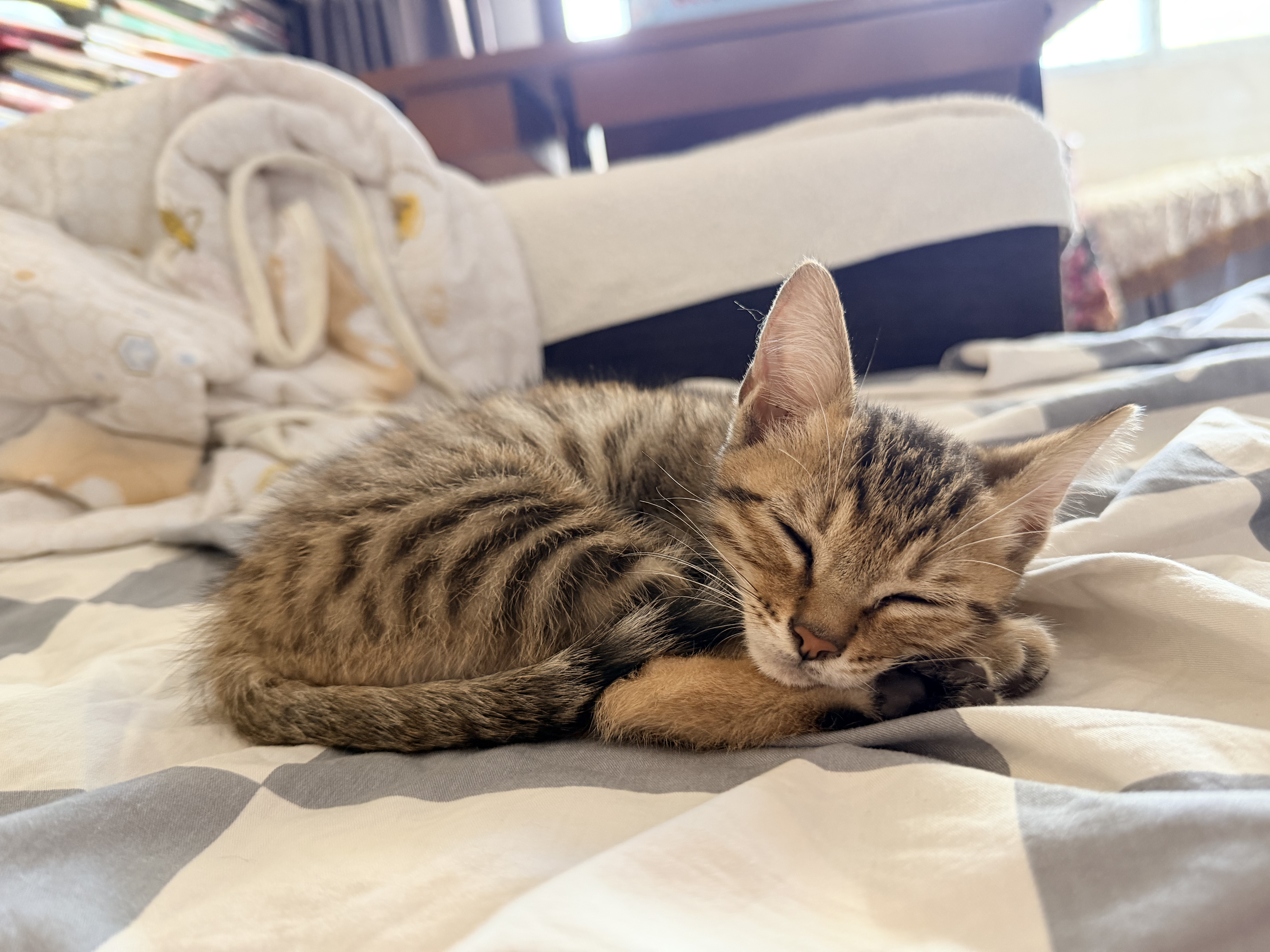 妙三多硕腾妙三多猫三联疫苗3针+进口狂犬疫苗英特威锐必威1针 实拍图