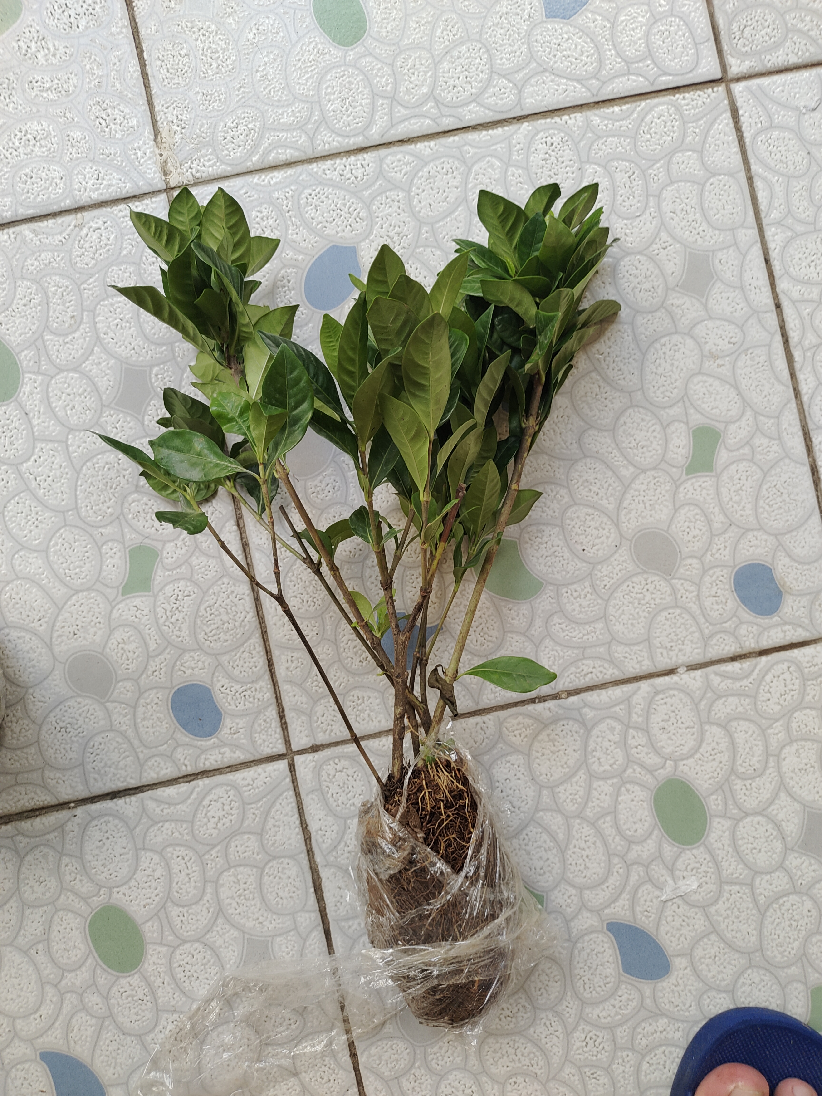 意轩 【带花苞】阳台室内盆栽花卉栀子花树苗大叶绿植四季开花枝子花 3年苗【带花苞】 不含盆 实拍图