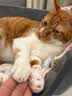 网易严选全价猫粮4.0 成幼猫粮无谷全阶段虚弱挑食猫滋补 乳鸽乌鸡味1.5kg 实拍图