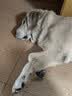 疯狂小狗 中大型幼犬成犬狗粮金毛专用全价粮20斤狗粮10kg 实拍图