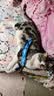 LEGENDSANDY蓝氏 全价猫粮成猫幼猫生骨肉冻干粮猎鸟乳鸽系列兔肉口味1.5kg*3 实拍图