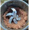 美的绞肉机家用大容量电动多功能料理机厨房神器饺子肉馅搅拌一体机 500瓦3档全钢《本1套+备3套》 5L 实拍图