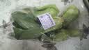 上海青约500g(油菜) 实拍图