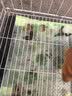 疯狂小狗 狗零食狗狗磨牙棒 泰迪金毛幼犬成犬洁齿骨头耐咬胶 牛肉味220g 实拍图