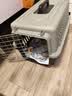 腆宠宠物航空箱小号 猫咪航空箱猫狗 猫包猫笼外出车载猫箱狗狗托运 实拍图