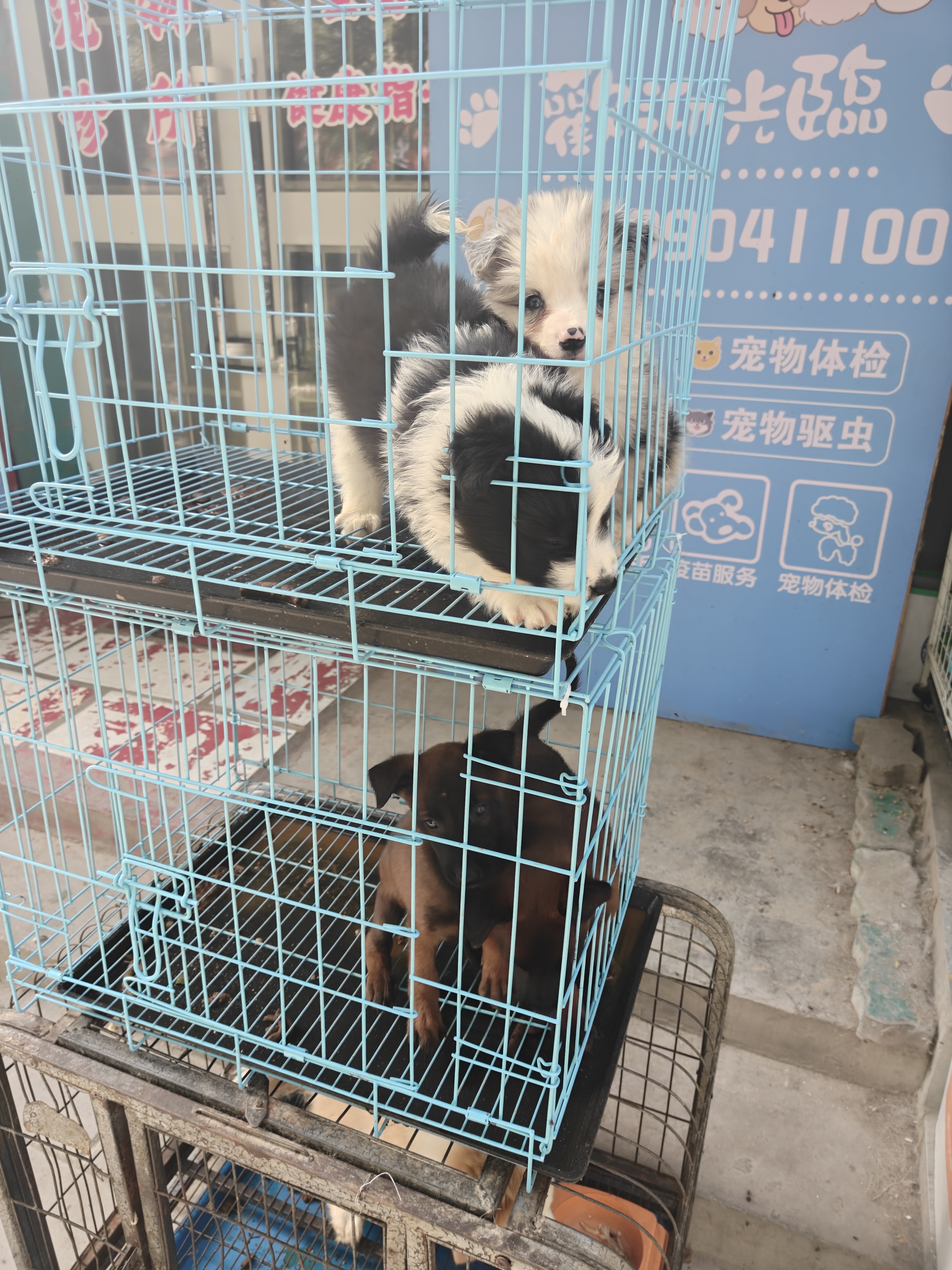 HELLOJOY狗狗玩具发声耐咬自嗨解闷神器磨牙消耗体力中小型犬幼犬宠物用品 实拍图