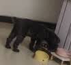 疯狂小狗 狗粮鸡肉蓝莓味10kg 金毛泰迪中大小型犬幼犬成犬通用粮 20斤 实拍图