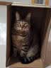 玫斯猫粮 METZ益生元鱼肉配方 幼猫成猫全阶段猫粮 鱼肉糙米配方全价猫粮 6kg 实拍图