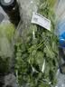 【火锅季】带根香菜100g 实拍图