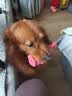 力狼狗粮 全价成犬粮 博美泰迪金毛阿拉斯加边牧大中小犬型粮 【基础营养2.0】成犬专用2.5kg 实拍图