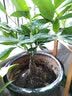 瑰玮送货上门辫子发财树大型绿植室内花卉家居盆栽办公室客厅开业乔迁 辫子发财树约40-50厘米 不含盆 实拍图
