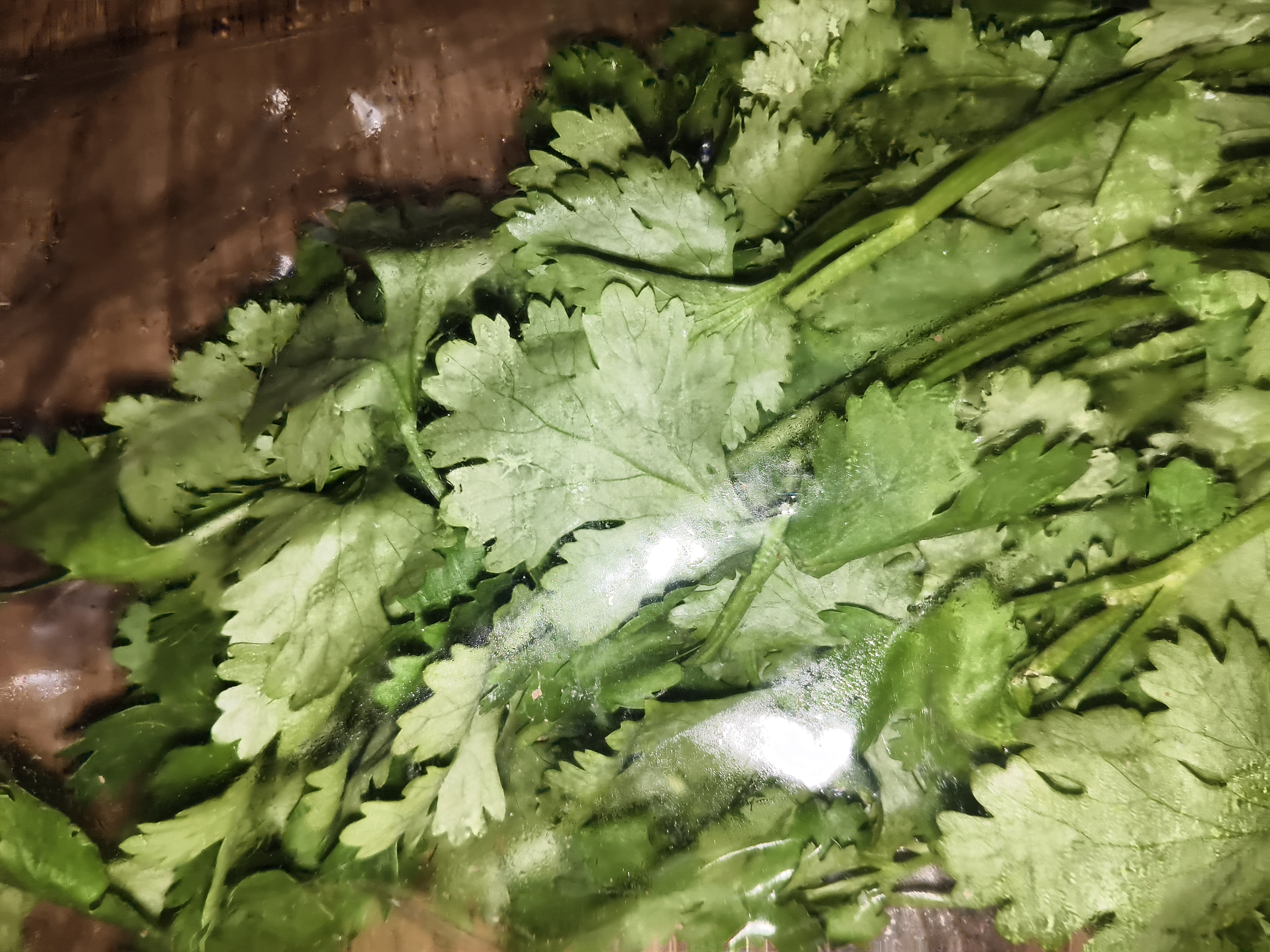 带根香菜100g 实拍图
