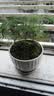 文竹盆栽绿植花卉盆景植物室内客厅水培文松云竹文竹大苗四季常青 小文竹【2棵更实惠】原土球发货 高度15-25cm 实拍图