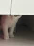 LEGENDSANDY蓝氏全价猫粮生鲜高能系列成猫幼猫 试用 试吃 猎鸟乳鸽 50g*5 实拍图