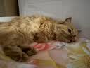 LEGENDSANDY蓝氏猫零食冻干猫咪成猫幼猫猫草棒化毛球排吐毛球鸡肉味60g 实拍图