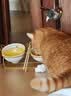 WEYES冻干鸡小胸500g桶装宠物猫狗零食肉干营养高蛋白适口性好 实拍图
