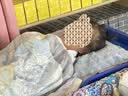 贝肽斯儿童夏凉被婴儿胎脂皮被子夏季宝宝幼儿园空调被派对 150×120cm 实拍图