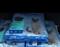 比瑞吉猫粮爱不将就藻鱼儿全价成猫粮10KG 含三文鱼螺旋藻原料透明 实拍图