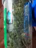 平利绞股蓝【正宗】平利绞股蓝龙须茶无糖养生茶饮绞股蓝茶叶 五叶甘味绞股蓝龙须 100g*1罐 实拍图