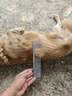 USPET宠物猫咪狗狗排梳猫梳子宠物去浮毛开结钢梳布偶长毛猫专用猫毛梳 实拍图
