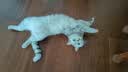 皇家猫粮 绝育成猫粮 SA37通用粮1-7岁4.5KG 实拍图