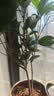 桂花树苗盆栽室内四季桂花卉植物金桂丹桂庭院大树浓香型绿植开花 四季桂花高20-30cm高左右【原土球发货】 实拍图