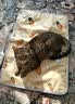 HELLOJOY宠物电热毯防水恒温加热垫狗窝猫窝专用冬天窝猫咪狗狗保暖电褥子 实拍图
