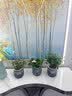 花行榜绿萝发财树水培绿植室内办公室幼儿园桌面盆栽除醛小花卉源头直发 实拍图