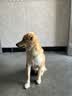 皇家狗粮 成犬狗粮 犬粮 宠物 中型犬 M25 全价犬粮 ≥12月 4KG 实拍图