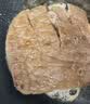 大希地无抗原料菲力整切调理牛排套餐700g牛扒儿童牛肉小学生早餐烧烤 实拍图