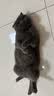 皇家猫粮 幼猫奶糕 幼猫猫粮 BK34 通用粮 1-4月 2KG 实拍图
