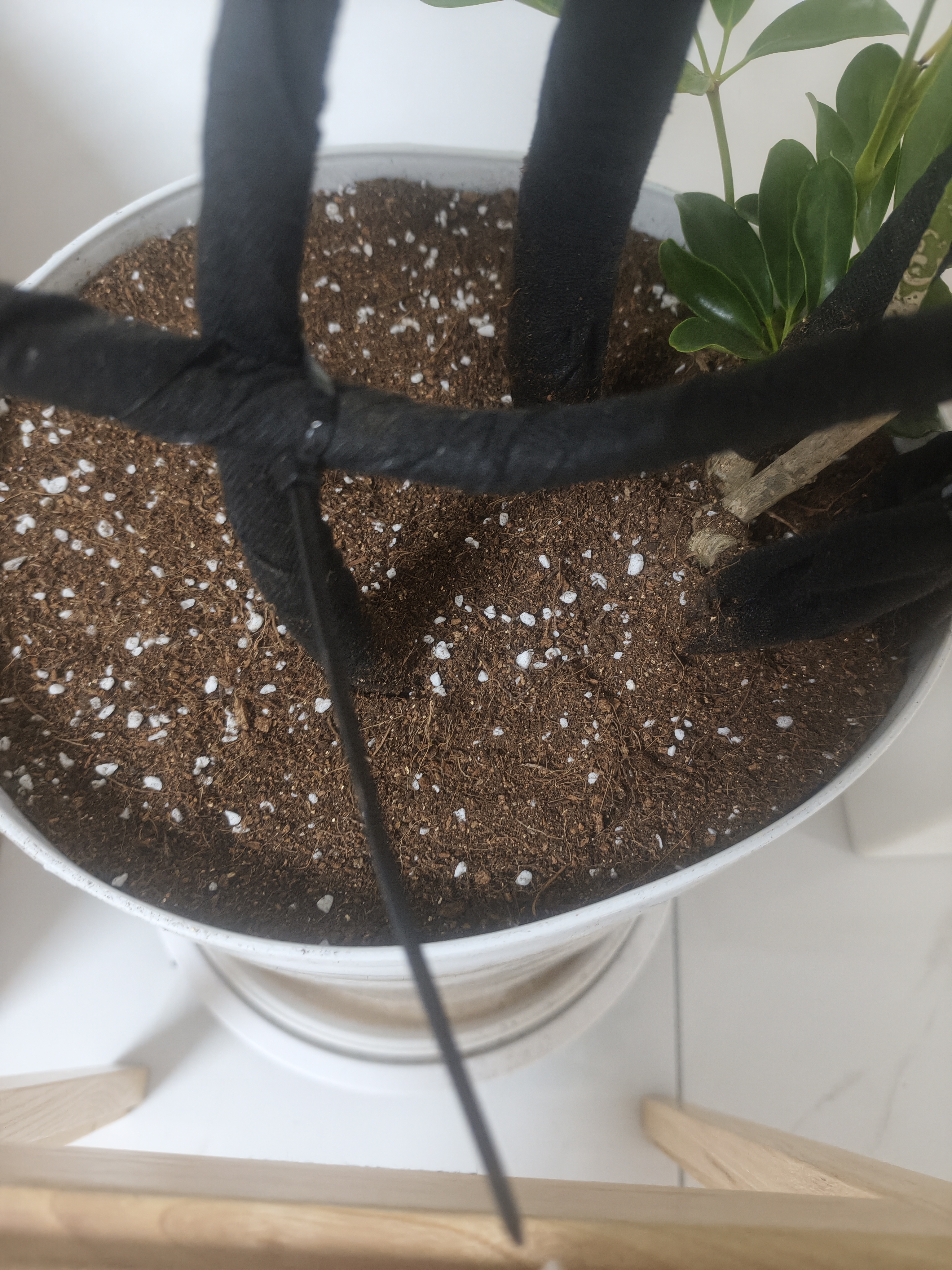 德沃多植物营养土通用8L园艺养花土种菜花卉绿植通用型疏松透气 实拍图