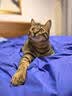 鲜朗主食罐猫咪营养蓝猫英短暹罗幼猫成猫替代主粮全价湿粮猫罐头 混合口味5盒【100g*30罐】 实拍图