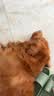 伯纳天纯中大型犬全价成年犬粮金毛宠物主粮羊肉蔓越莓15kg囤货装 实拍图