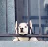 疯狂小狗中大型犬狗粮成幼犬40斤宠物边牧金毛拉布拉多鸡肉燕麦20kg囤货装 实拍图