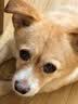 藻趣儿狗粮 藻趣儿狗粮成犬粮牛肉螺旋藻 均衡营养15kg/30斤 实拍图