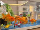 阔庭（KUOTING）缸水族箱生态桌面鱼缸新款懒人鱼缸生态造景过滤制氧一体机白色 实拍图