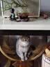 鲜朗低温烘焙猫粮冻干生骨肉天然无谷幼猫成猫全阶段鲜郎换粮试吃试用 冻干主食猫粮鸡肉试吃装 实惠装(12g*5包) 实拍图