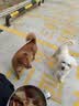 疯狂小狗小型犬幼犬成犬狗粮宠物泰迪柯基鸡肉鱼油PLUS通用粮1.5kg3斤 实拍图