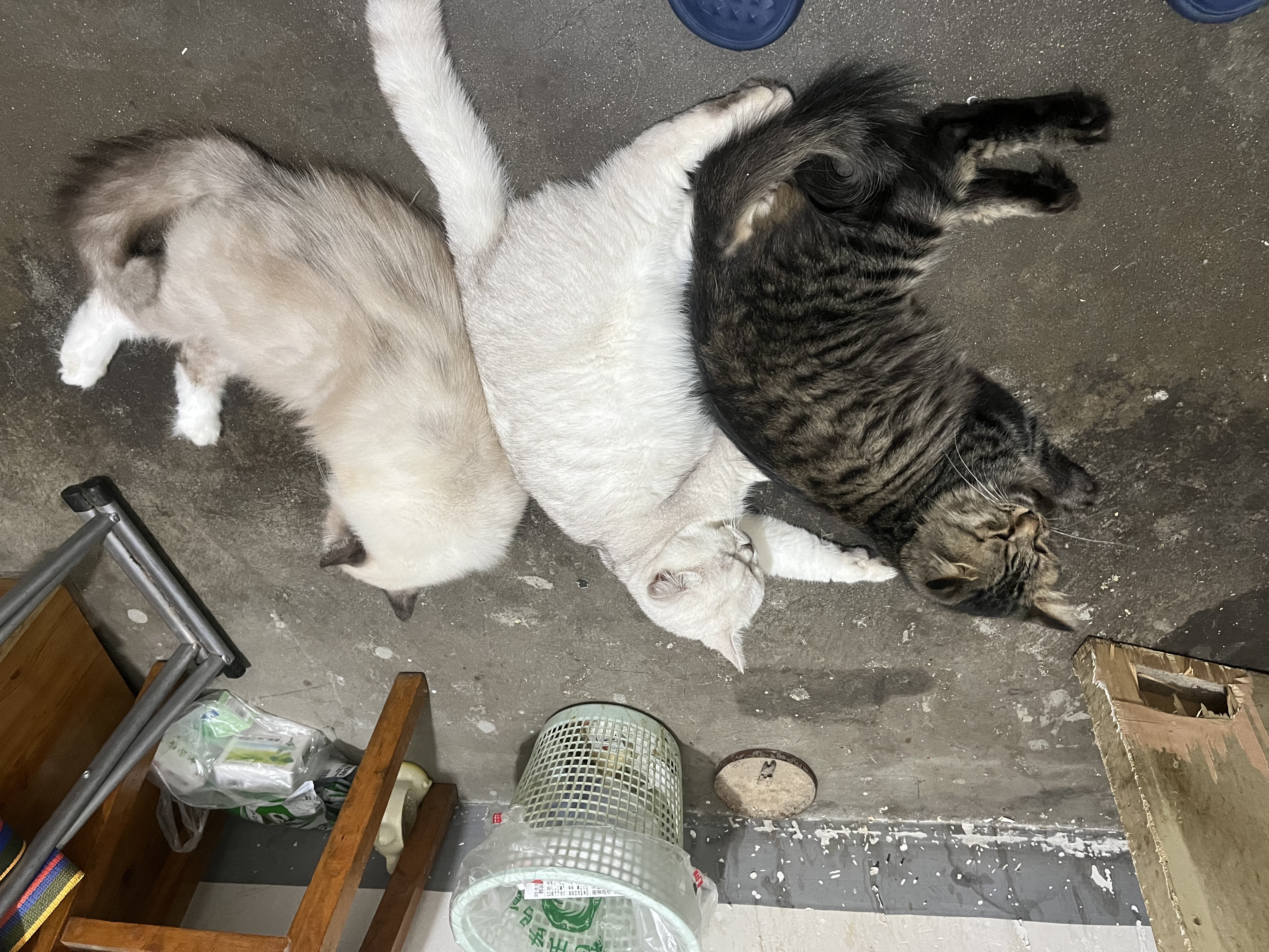普安特宠物猫咪驱虫药驱虫体内外同驱跳蚤犬虱非泼罗尼滴剂爱滴克 实拍图