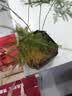 文竹盆栽绿植花卉盆景植物室内客厅水培文松云竹文竹大苗四季常青 小文竹【1颗】原盆原土球发货 高度15-25cm 实拍图