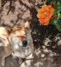 力狼狗粮 全价成犬粮 博美泰迪金毛阿拉斯加边牧大中小犬型粮 【53%肉含量-护胃健骨】鲜鸭肉梨20斤 实拍图