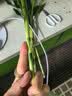 年宵花富贵竹春节水养花卉转运竹水培植物盆栽过年装饰年货绿植 10枝-65cm富贵竹 标准 实拍图