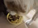 冠能狗粮大中型犬成犬狗粮2.5kg 全价狗粮 稳固免疫  实拍图
