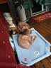 疯狂小狗 小型犬狗粮幼犬成犬宠物泰迪贵宾博美比熊小型犬通用粮 1.5kg3斤 实拍图