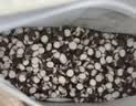 祥聚堂京东大药房精选红皮芡实400g 中药饮片 药典标准 补脾益肾 道地药材 无硫净货 实拍图